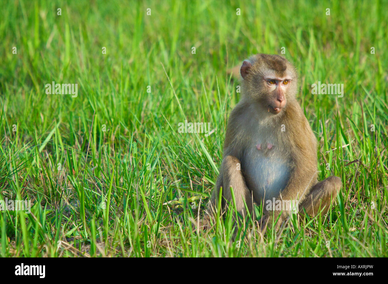 Macaque à queue de cochon Macaca nemestrina assis dans l'herbe au bord de la forêt tropicale du Parc national de Khao Yai Thaïlande Banque D'Images