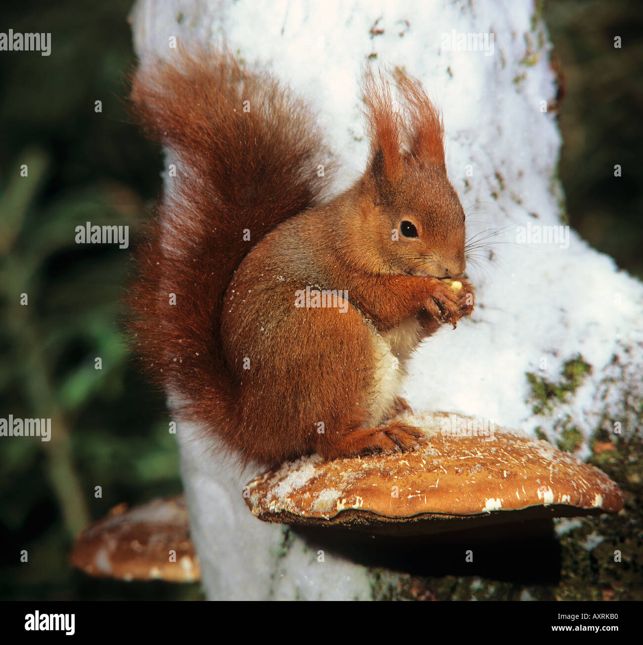 L'écureuil roux européen dans la neige / Sciurus vulgaris Banque D'Images