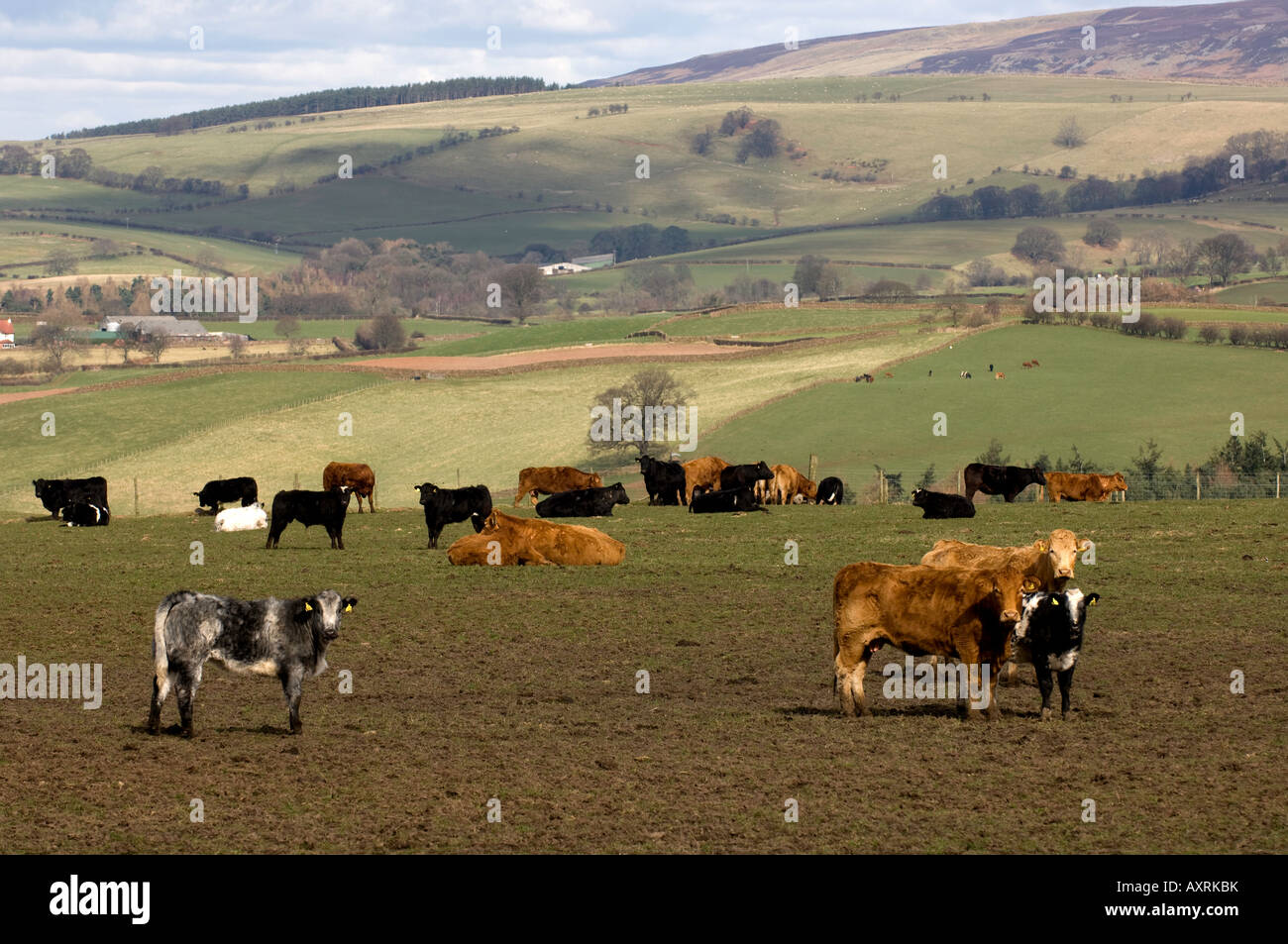 Outwintering les bovins de boucherie dans l'Eden Valley Cumbria Banque D'Images