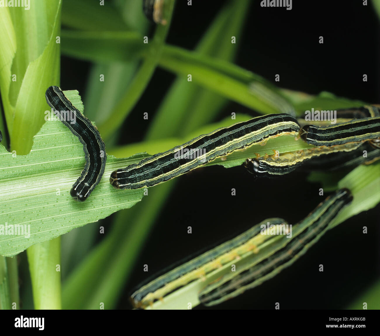 Spodoptera exempta chenille légionnaire d'Afrique sur les feuilles de maïs ou de maïs endommagé Banque D'Images