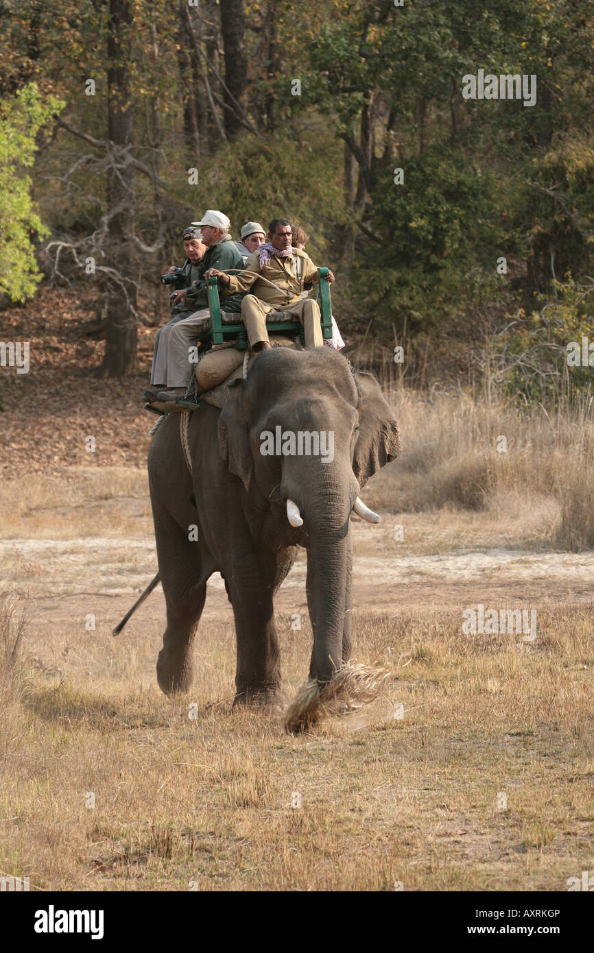 L'éléphant indien transportant les touristes à Bandhavgarh NP Inde Banque D'Images