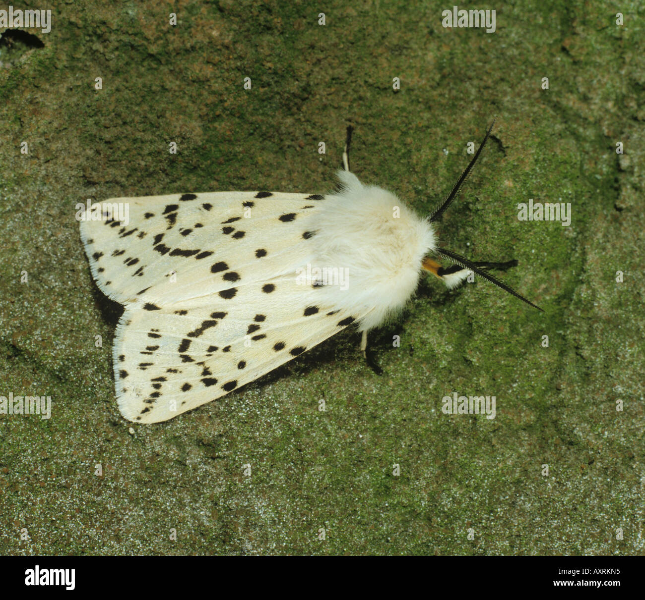 Spilosoma lubricipeda hyponomeute du pommier blanc hot Banque D'Images