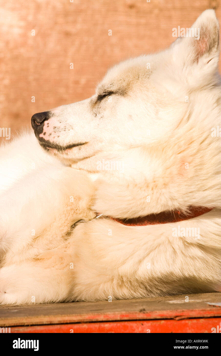 Un chien INUIT CANADIENNE repose dans les chenils de traîneaux WINTERGREEN LODGE Banque D'Images