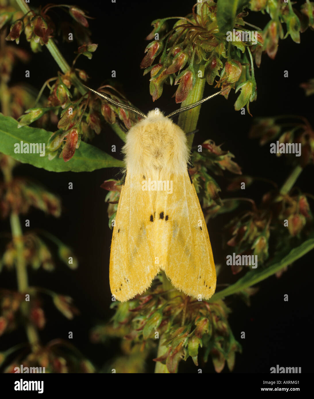 Buff hyponomeute du pommier (Spilarctia luteum) papillon adulte Banque D'Images
