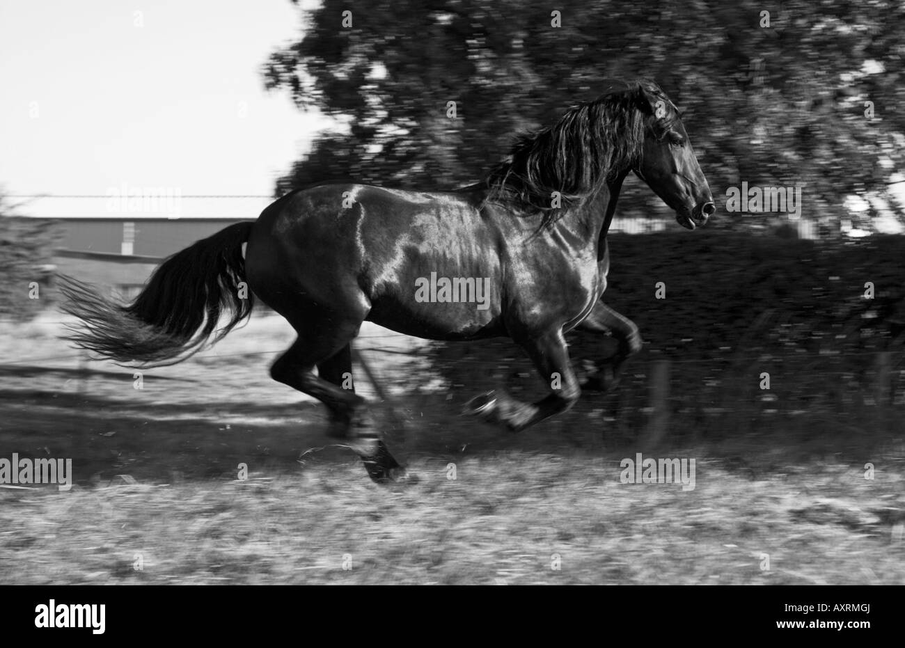 Stock photo d'un cheval frison noir galopant Banque D'Images