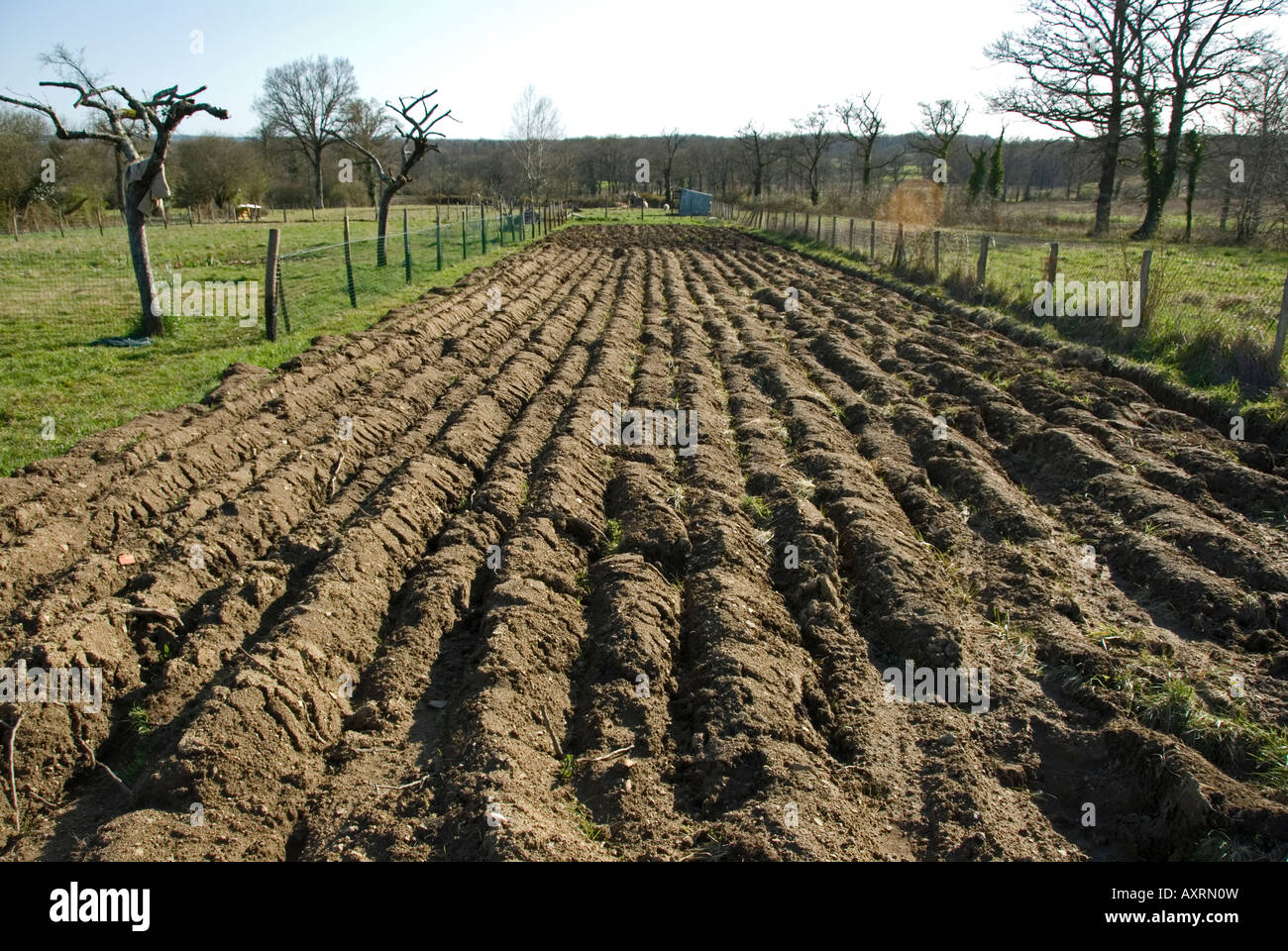 Stock photo d'un potager fraîchement labourés sur une zone de la métairie est utilisé pour fournir des légumes pour une famille sur leur Banque D'Images