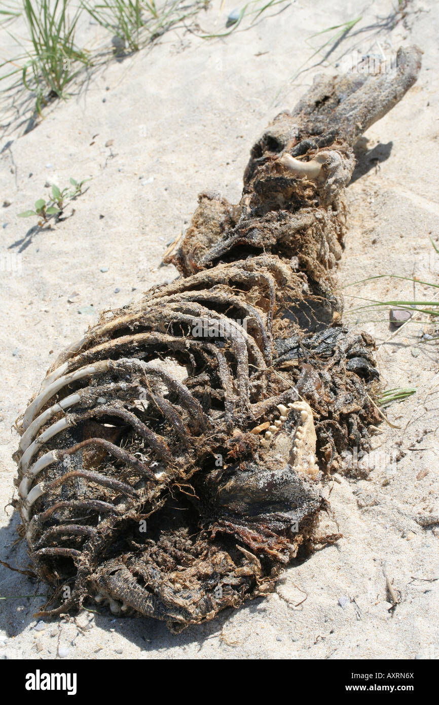 Carcasse d'un phoque gris sur un CapeCod beach. Banque D'Images