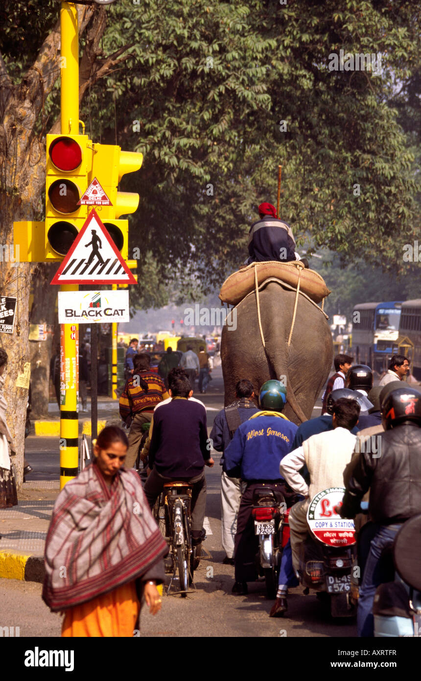 Inde Delhi Janpath elephant aux feux de circulation Banque D'Images