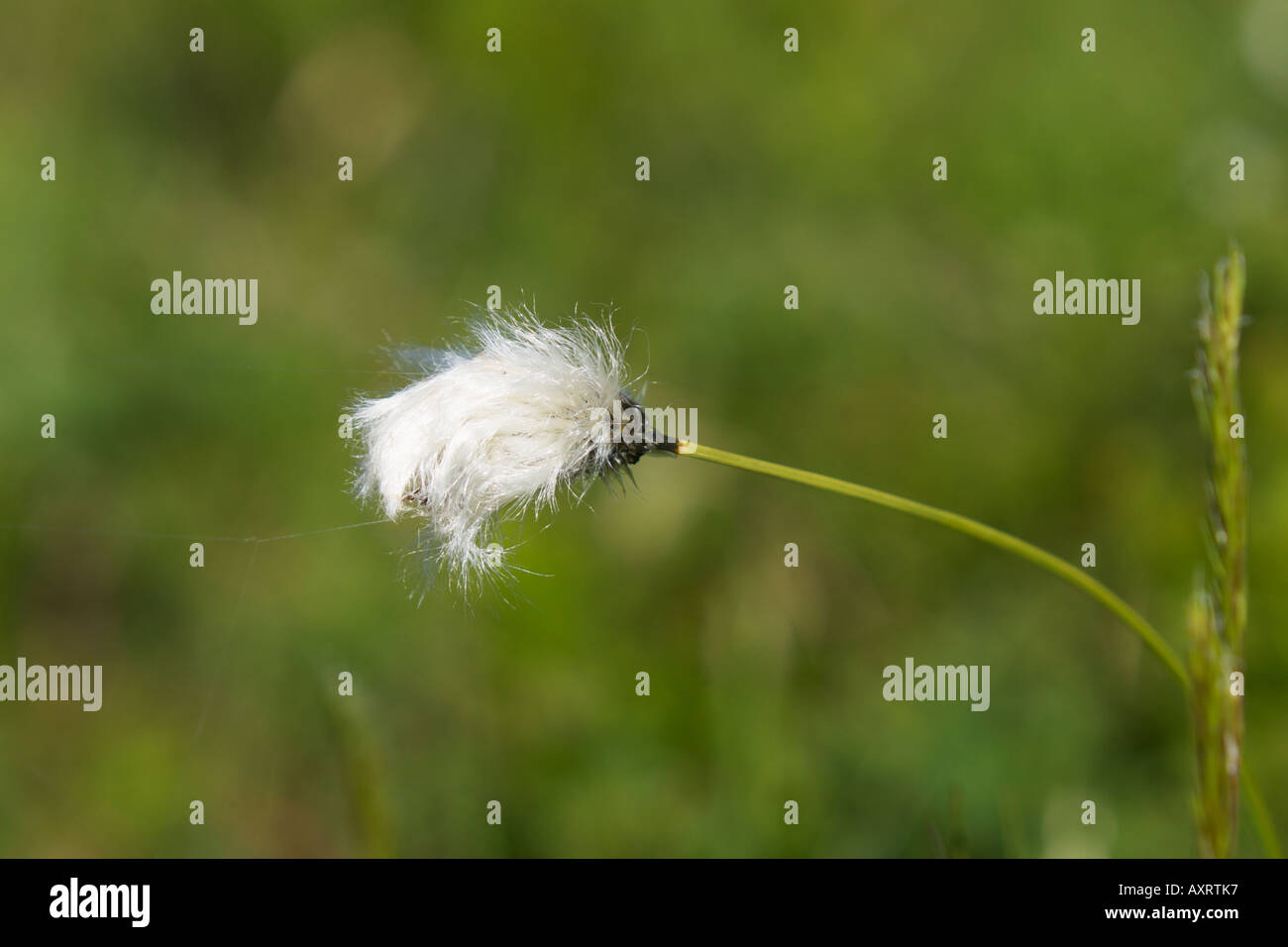 Coton tourbière ou Hare's tail Linaigrette Eriophorum vaginatum Banque D'Images