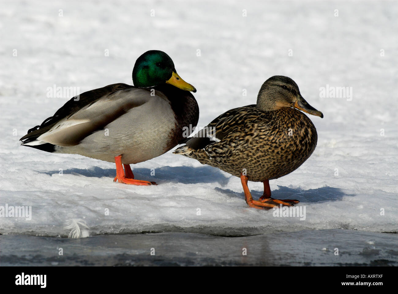 Canard colvert Femelle Mâle Anus platyrhynchos debout sur le lac Mashu ko l'île d'Hokkaido au Japon Banque D'Images