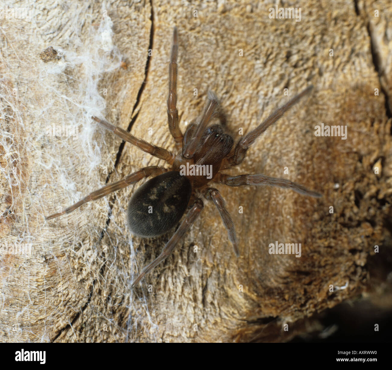 Spider web dentelle adultes femelle Amaurobius ferox Banque D'Images