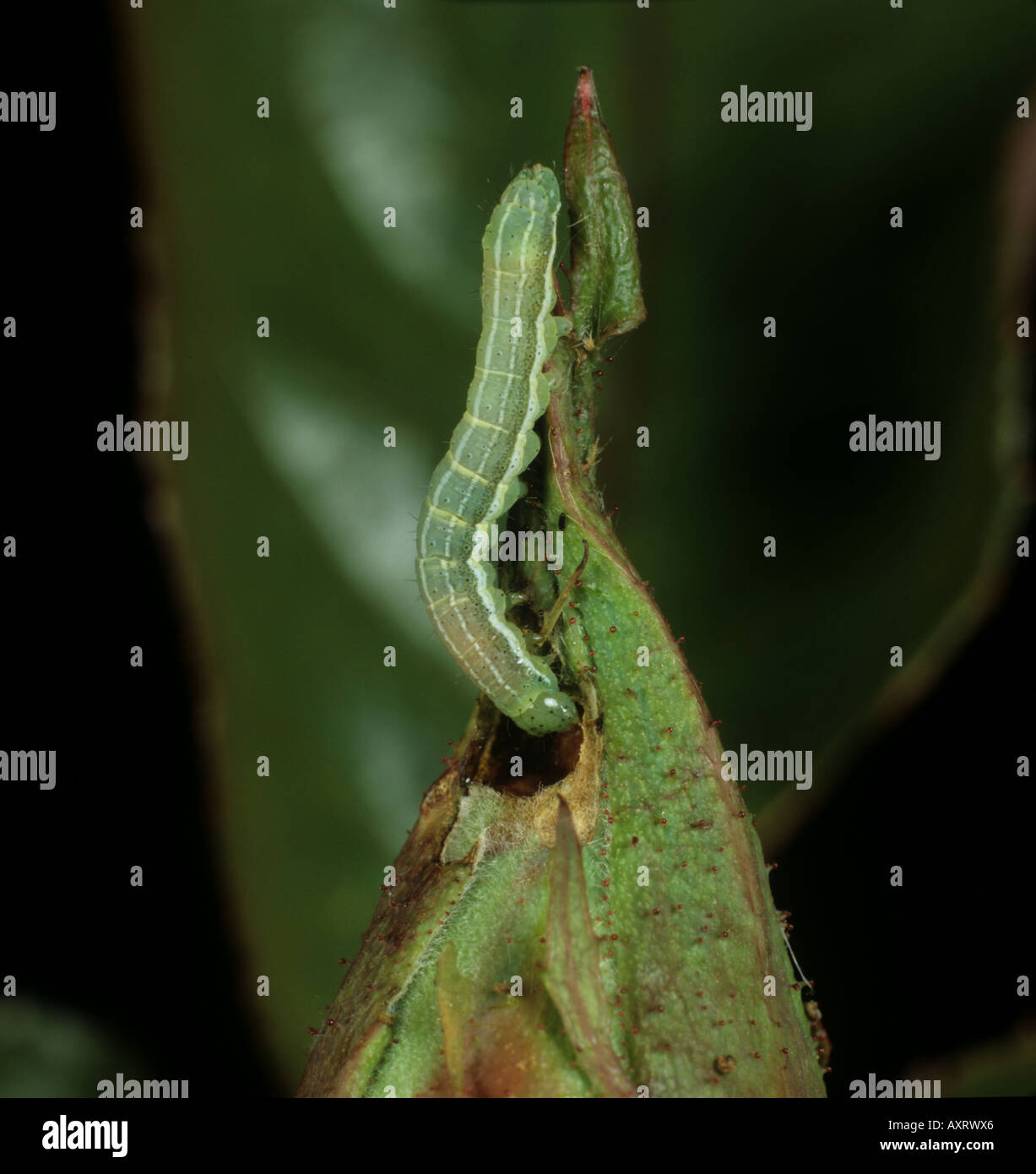 Papillon vert assombri Orthosia incerta caterpillar sur les boutons floraux rose endommagé Banque D'Images