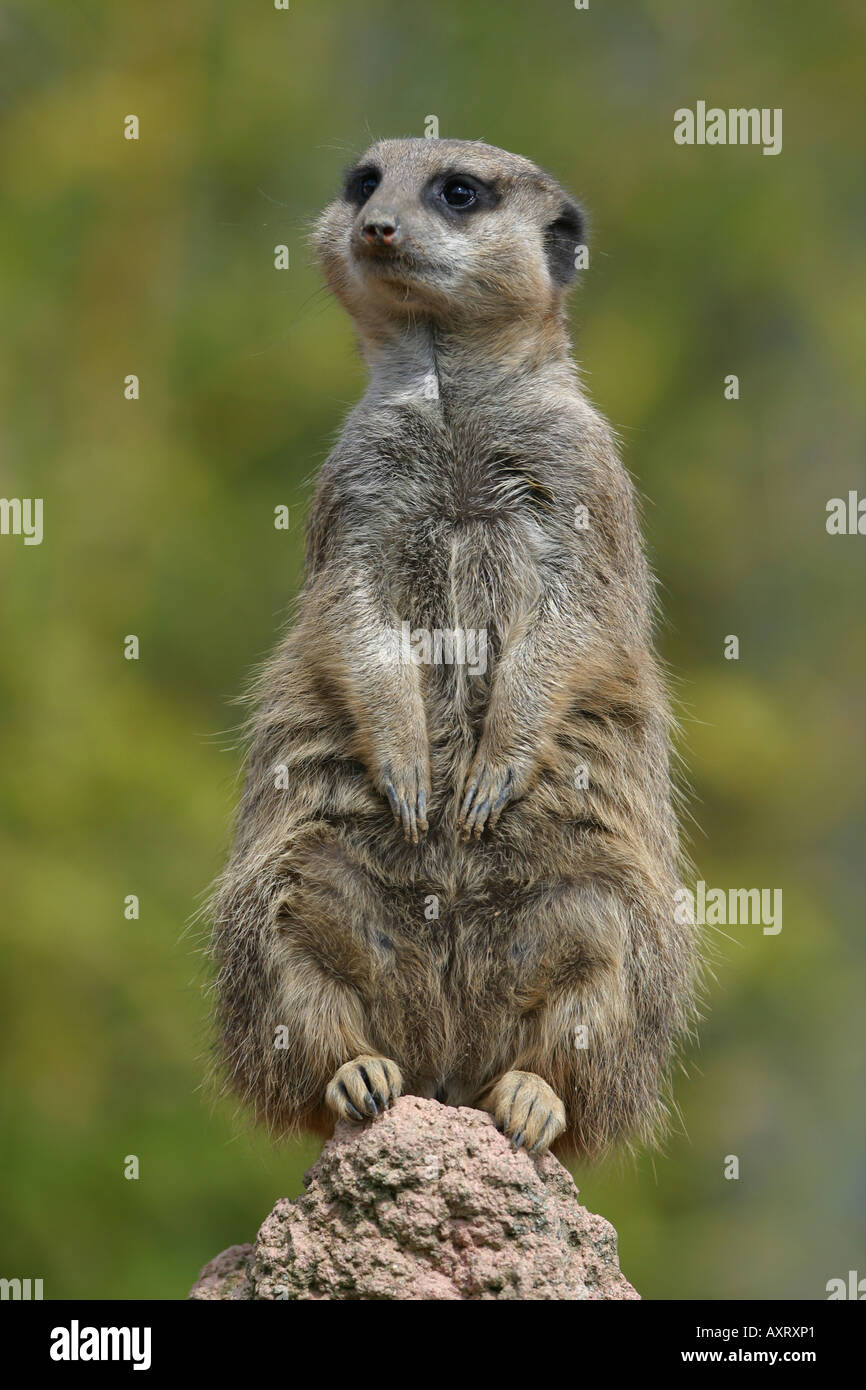 Homme de la terre Merkat à ennemis - Lynx lynx Banque D'Images