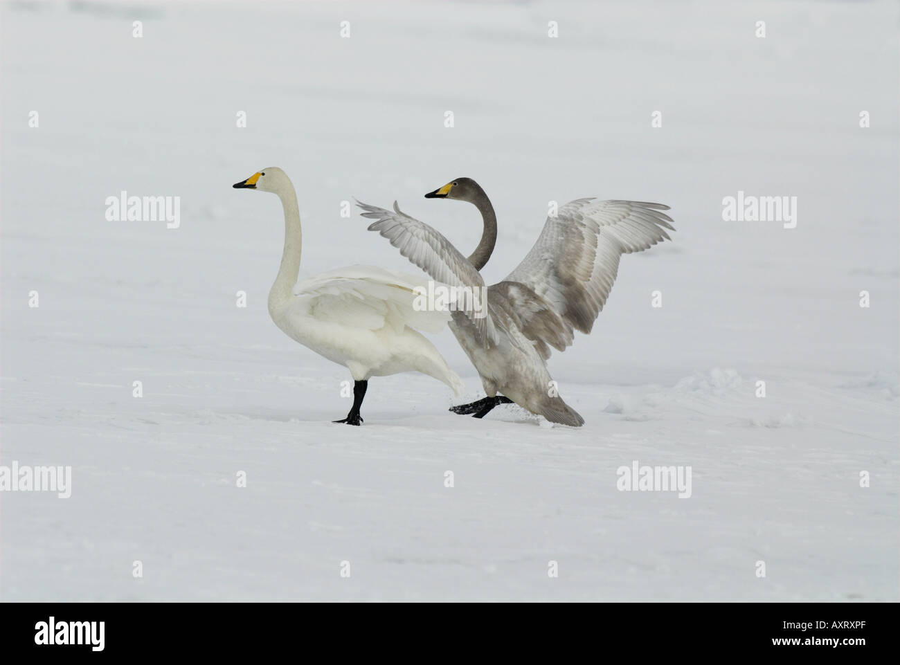 Cygne chanteur Cygnus cygnus avec de jeunes adultes permanent d'atterrissage sur le lac Mashu frozeen ko l'île d'Hokkaido au Japon Banque D'Images