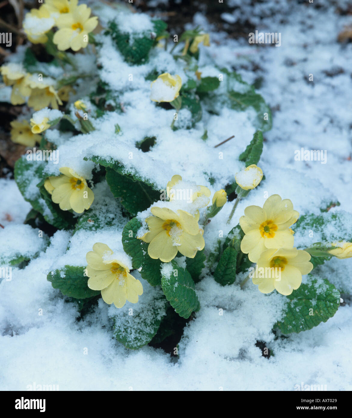 Primevères Primula vulgaris dans la neige Banque D'Images