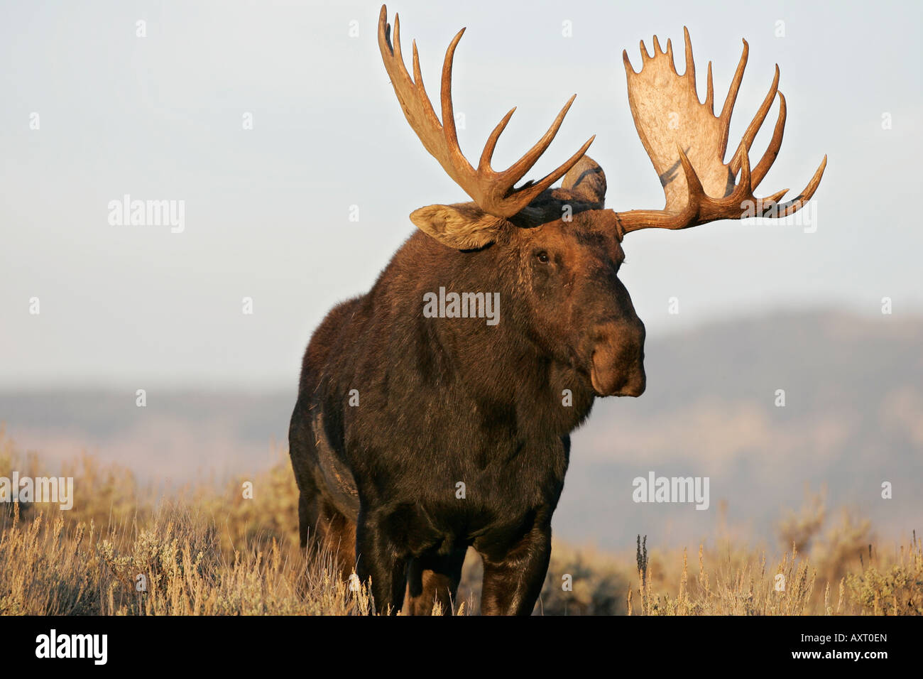 Un orignal mâle pose royalement dans l'armoise de Grand Teton National Park, Wyoming, USA. Banque D'Images