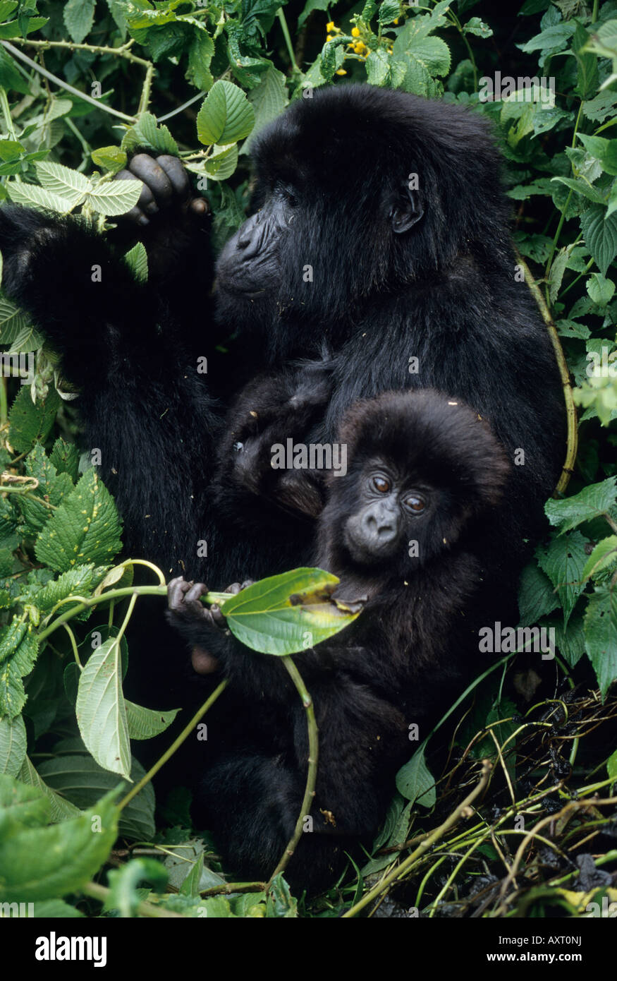 Gorille de montagne, Mère et Bébé allaitement (Gorilla gorilla beringei) Montagnes des Virunga, Rwanda Banque D'Images