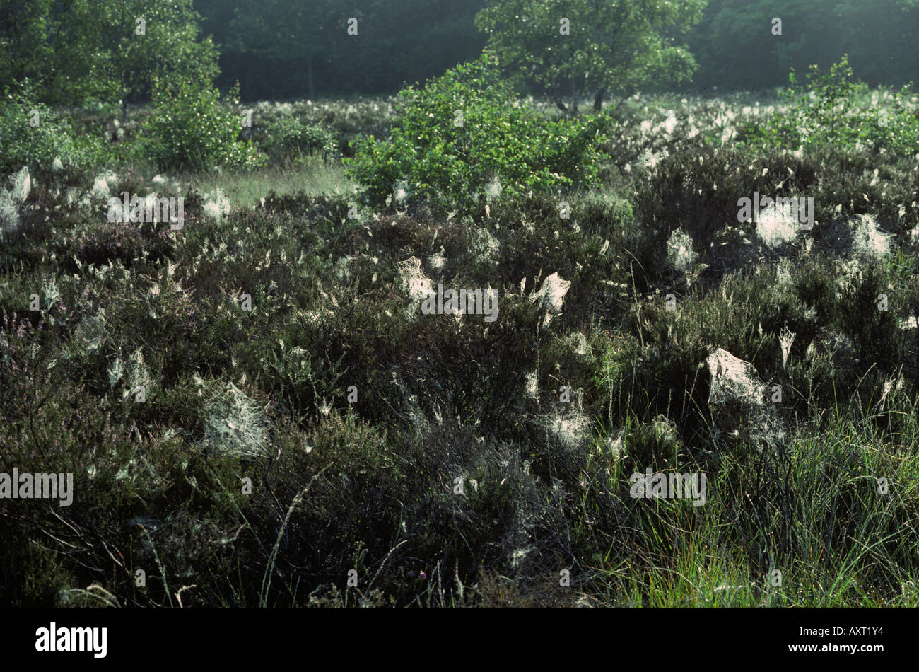 Toiles d'araignées sur la bruyère couverte de rosée matinale Hampshire la lande Banque D'Images