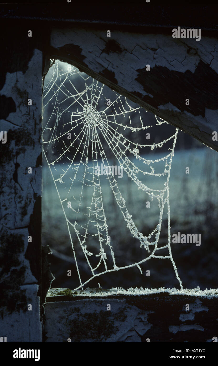 Tôt le matin, le givre sur les araignées dans le web de conjointe d'une porte en bois Banque D'Images