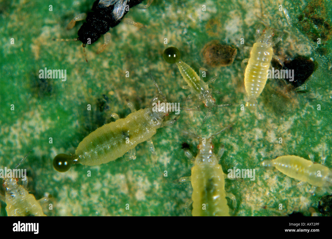 Les nymphes de thrips Echinothrips americanus noir sur une feuille Banque D'Images