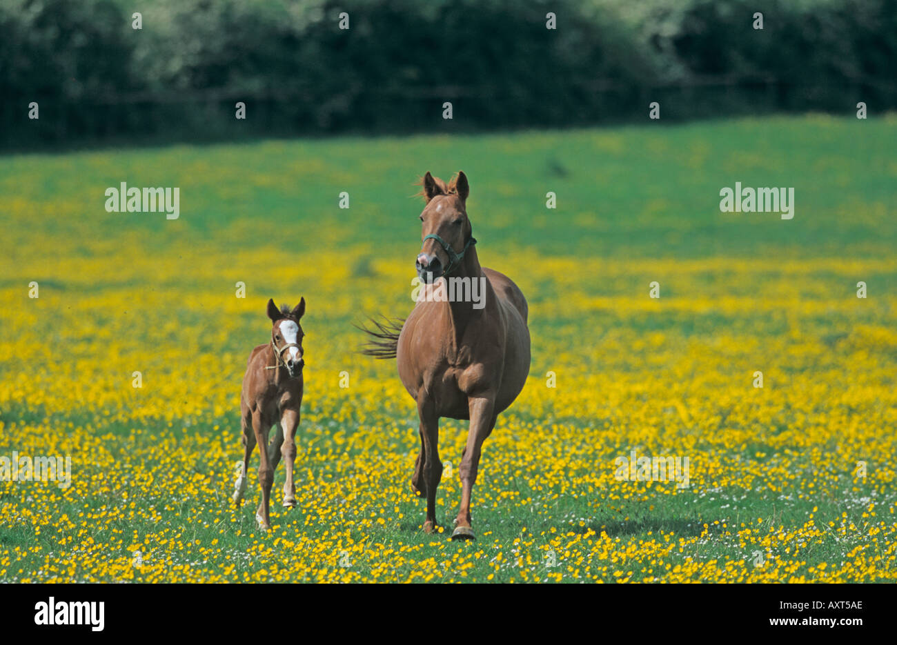 Mare et Foal passant par des tasses de beurre Banque D'Images