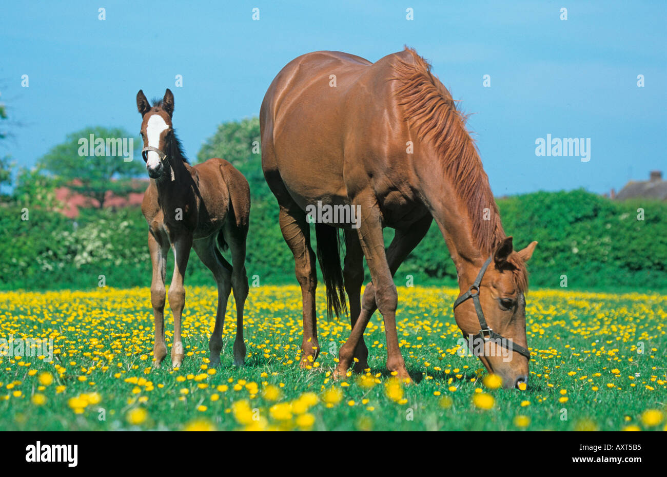 Mare poulain de renoncules Tring Hertfordshire Summer Banque D'Images