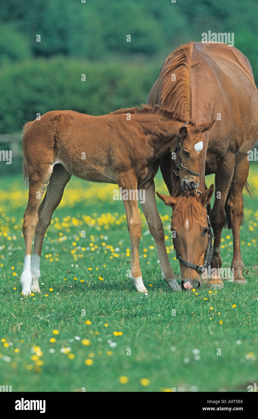 Mare poulain en renoncules Summer Banque D'Images