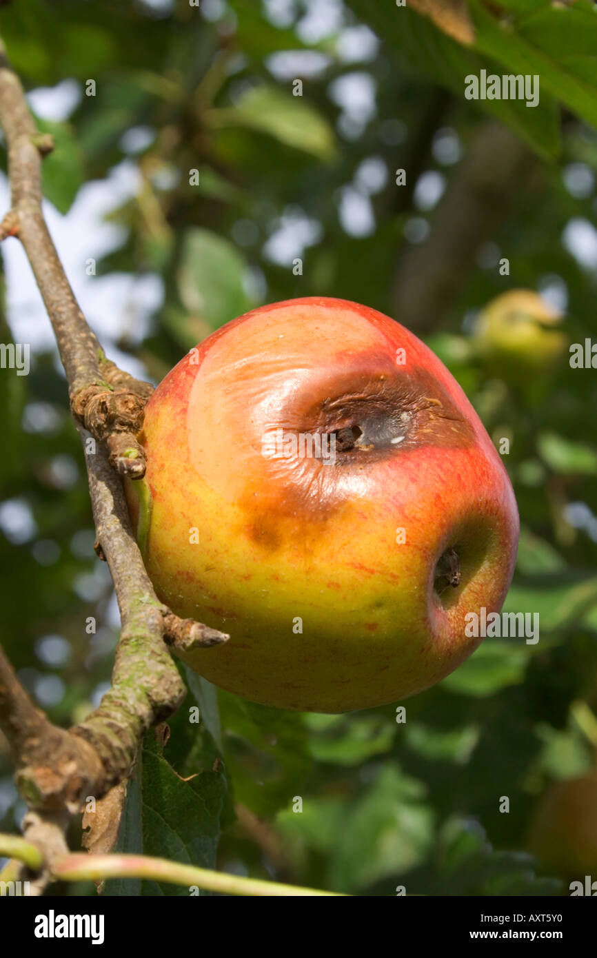 Pomme pourrie. Sur un arbre. Attaqué par les insectes. Close up. Le Dorset. Banque D'Images