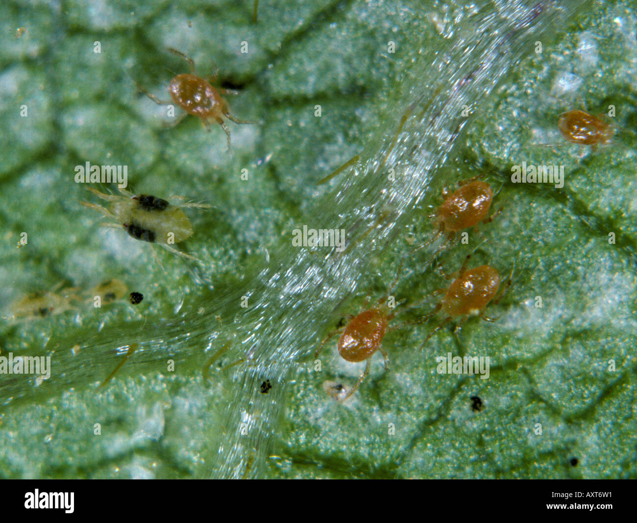 Des acariens prédateurs Phytoseiulus persimilis sur une feuille avec les acariens proies Banque D'Images