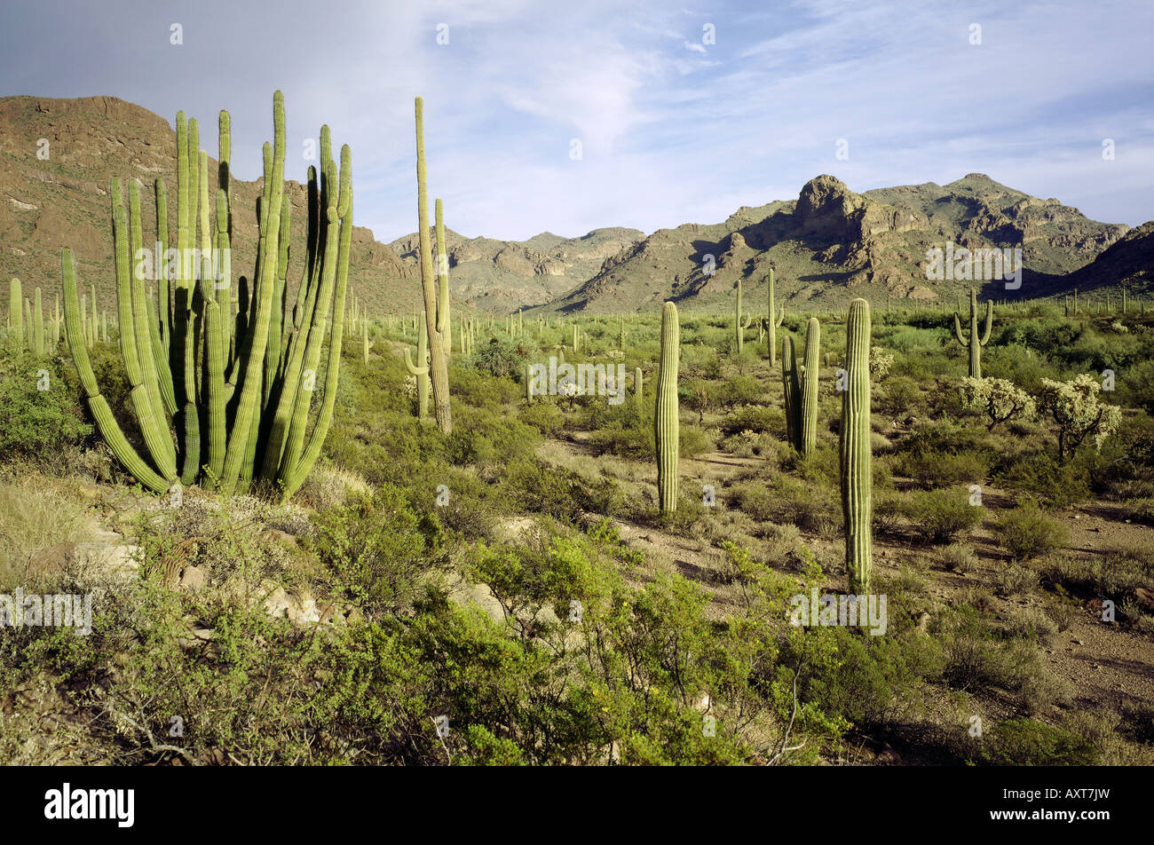 Géographie / voyages, USA, Arizona, orgue Pipe Cactus National Monument, paysage, paysages, cactus Saguaro cactus, Banque D'Images