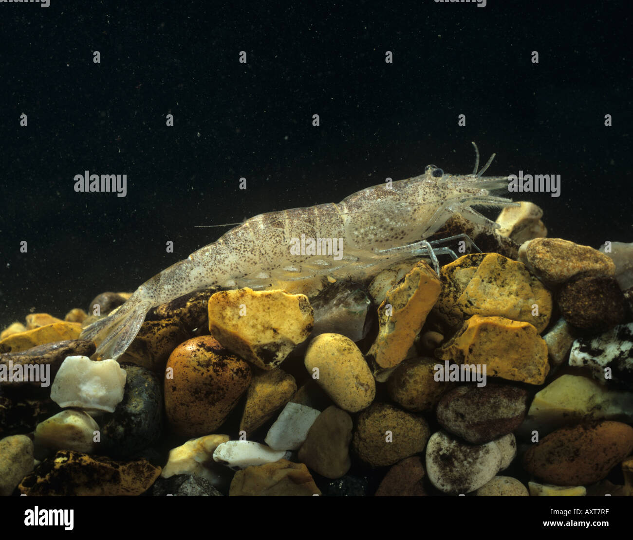 Crevette Crangon crangon utilisé comme espèce indicatrice dans les études de toxicologie chimique Banque D'Images