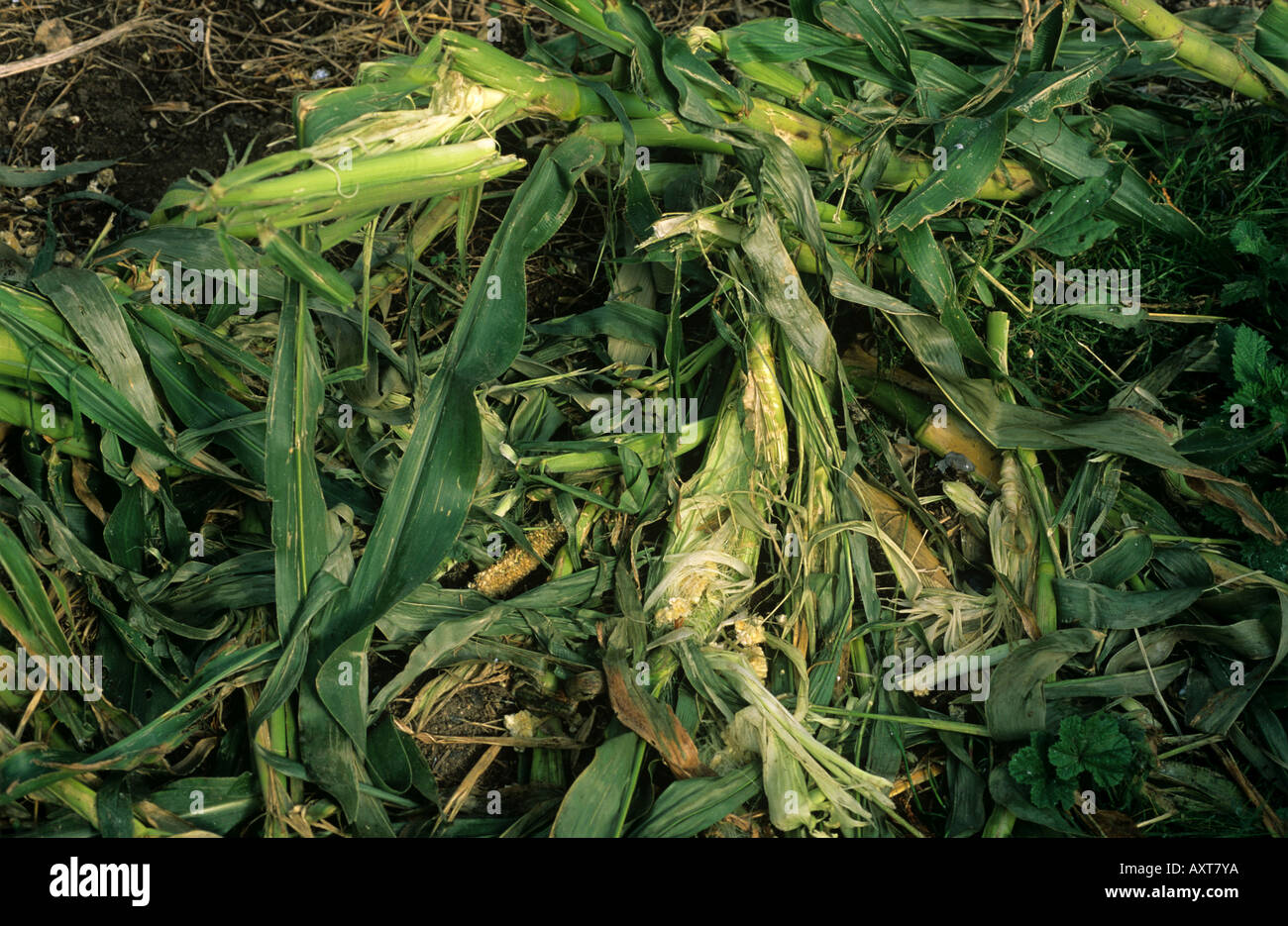 Distribution des dommages de récolte Maïs doux jardin Banque D'Images