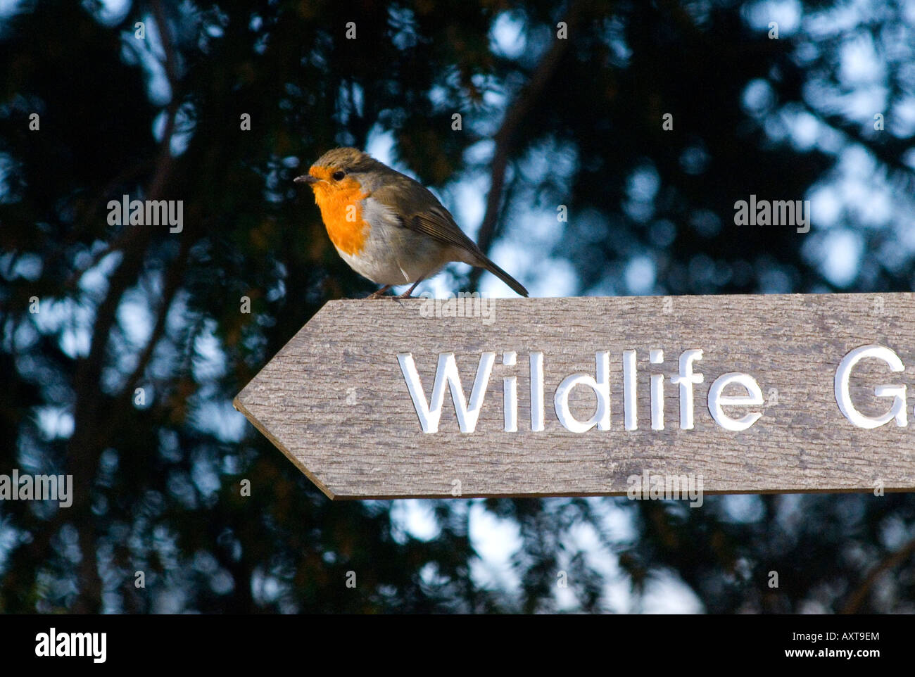 Robin baigne dans la lumière du soleil sur le panneau de la faune , Staffordshire Banque D'Images