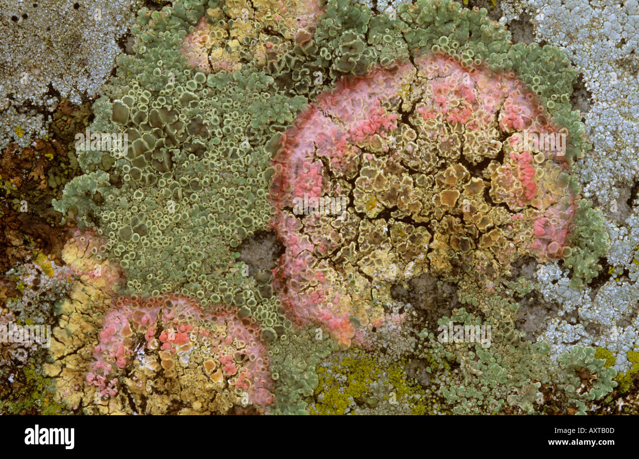 Les lichens sur les pierres vers le bas Fyfield Sarsen Wiltshire Banque D'Images