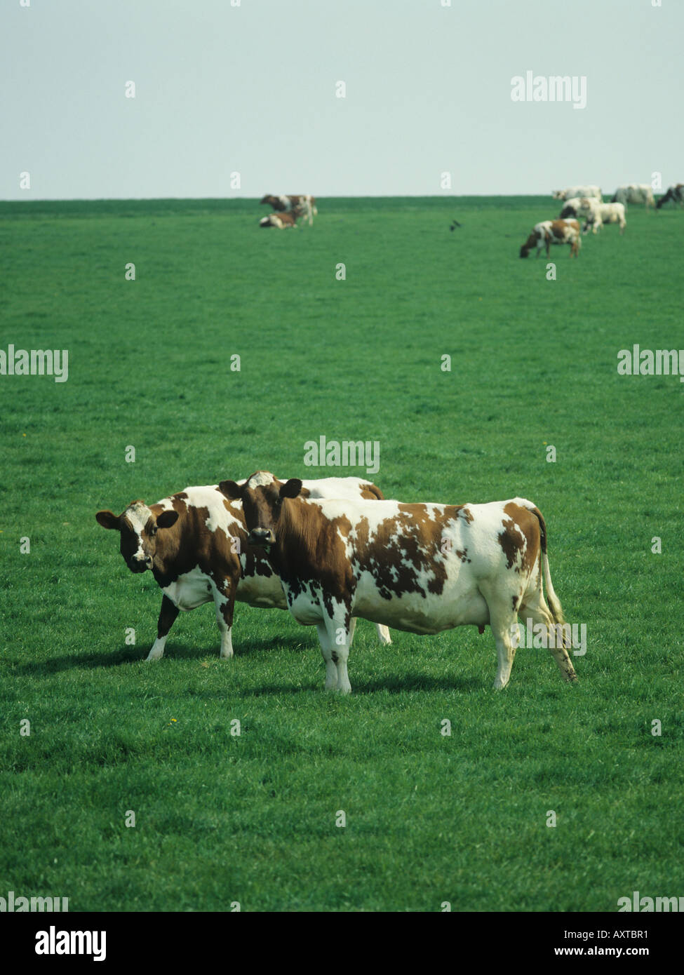 Le pâturage des vaches Ayrshire au pâturage au printemps Hampshire Banque D'Images