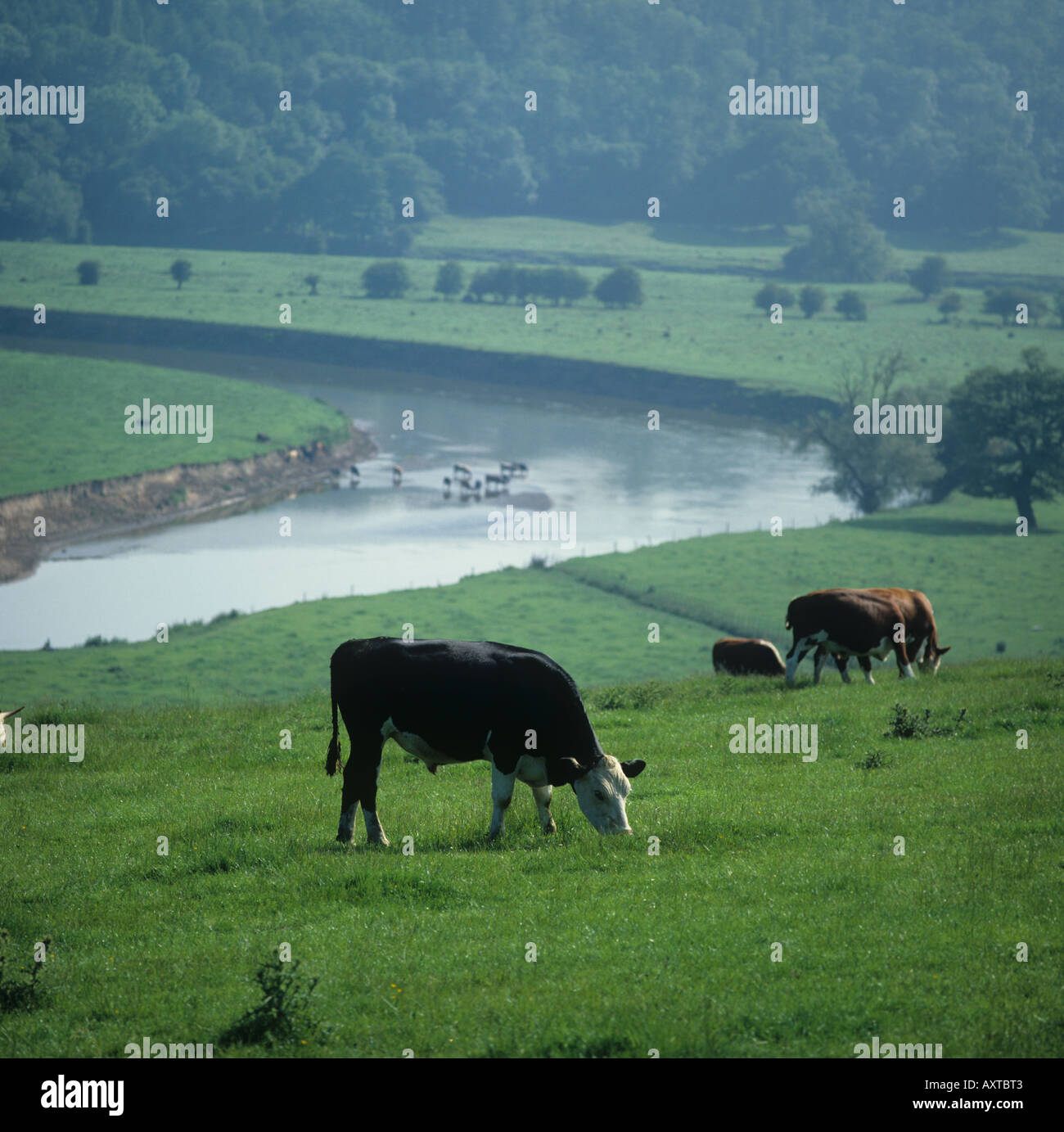 Hereford x Friesian steers boeuf avec une rivière de pâturage et le Shropshire derrière des terres agricoles Banque D'Images