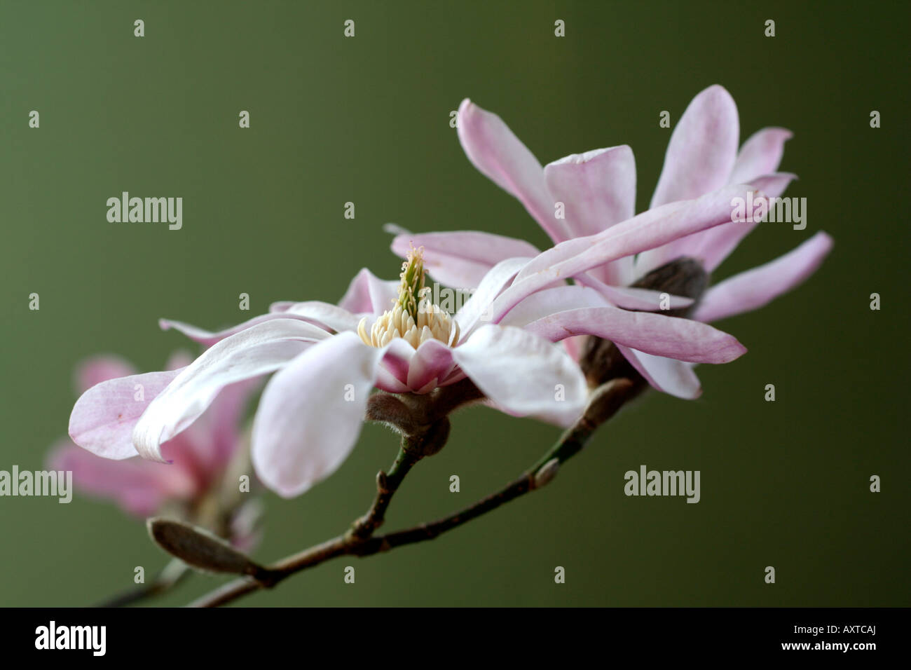 MAGNOLIA X LOEBNERI LEONARD MESSEL AGM Banque D'Images