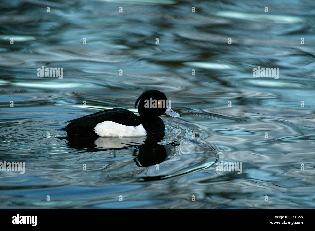 Fuligule morillon (Aythya fuligula) sur St Margarets Loch Holyrood Park Edimbourg en Ecosse Banque D'Images
