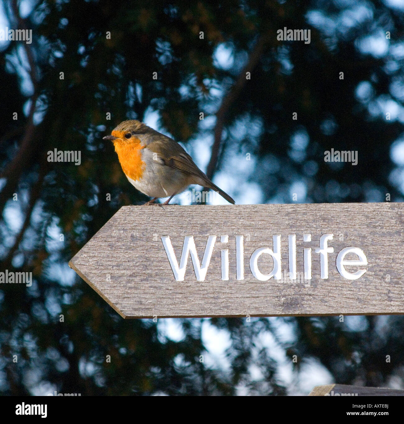 Robin redbreast baigne dans la lumière du soleil sur le panneau de la faune , Staffordshire Banque D'Images