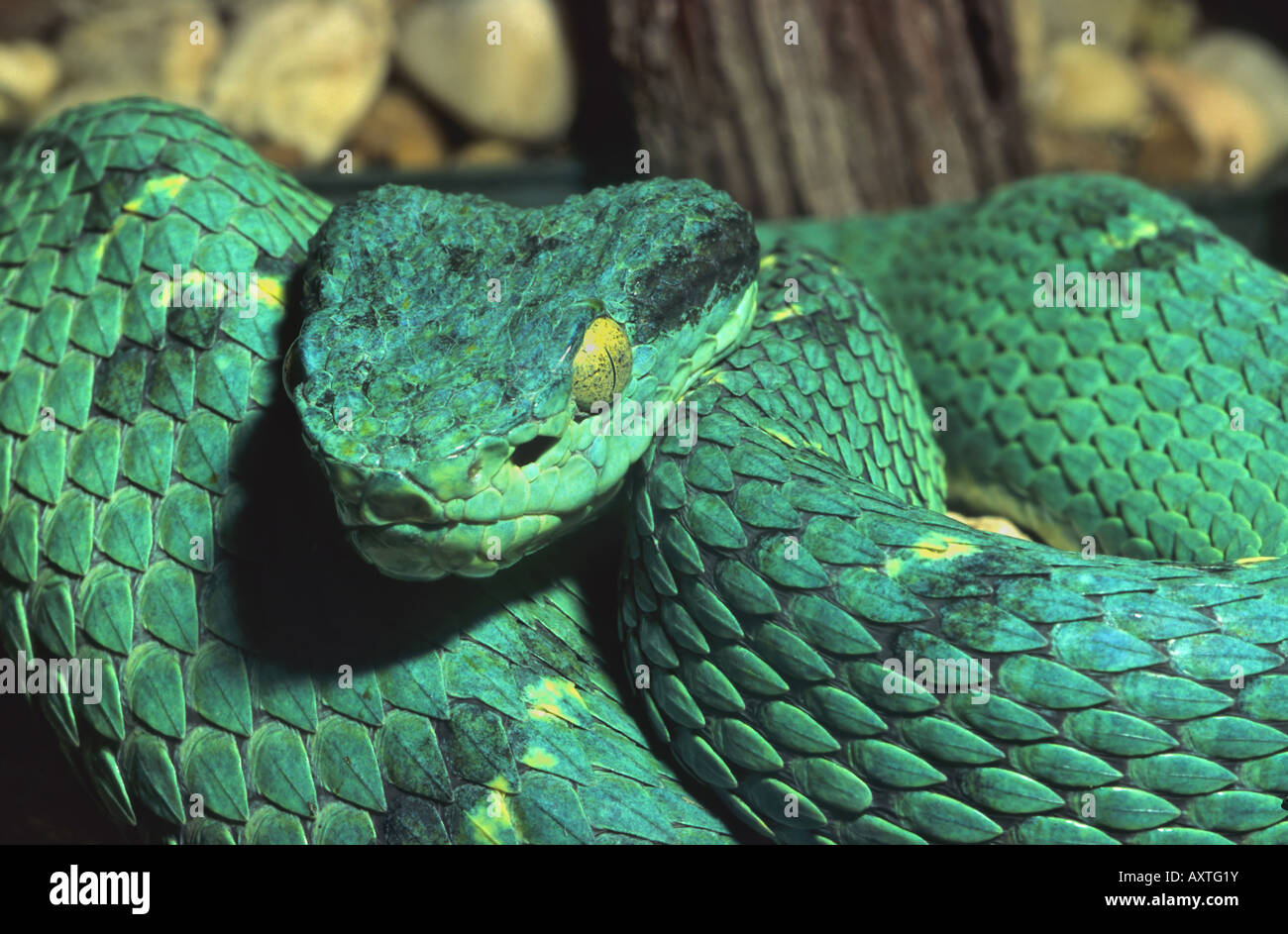 Arbre vert serpent Python. Morelia Viridis Banque D'Images