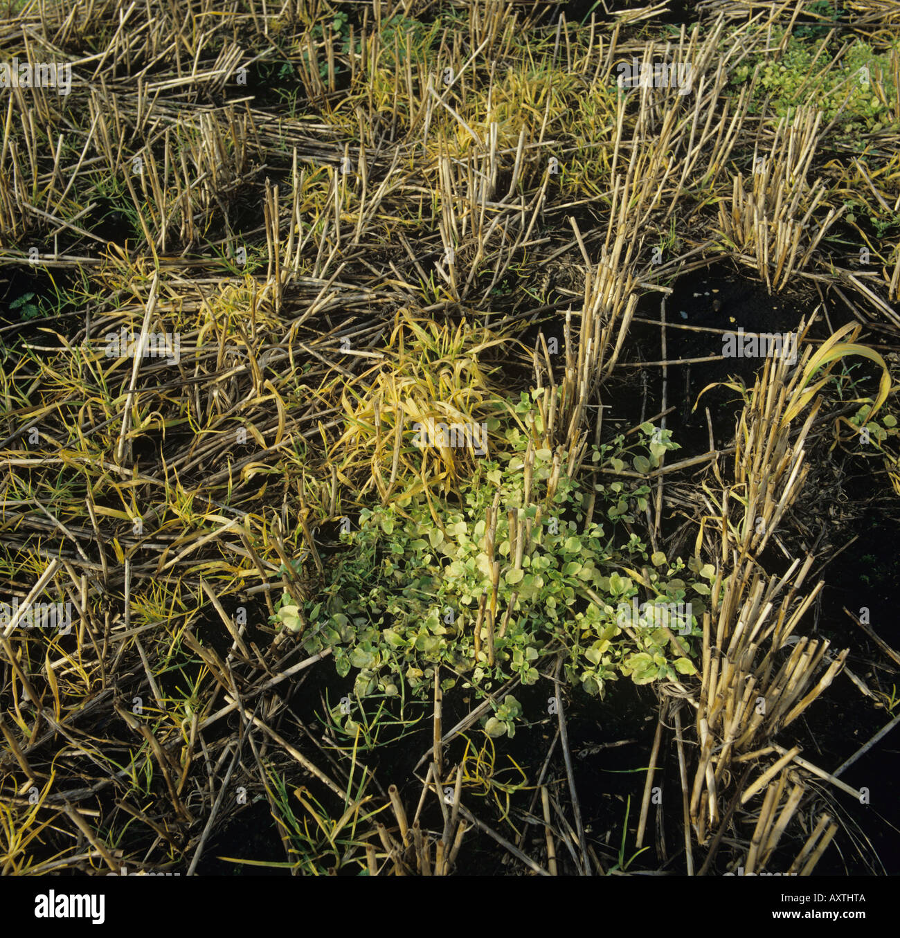 Effet du traitement au glyphosate sur les mauvaises herbes annuelles volontaires en chaume de céréales Banque D'Images