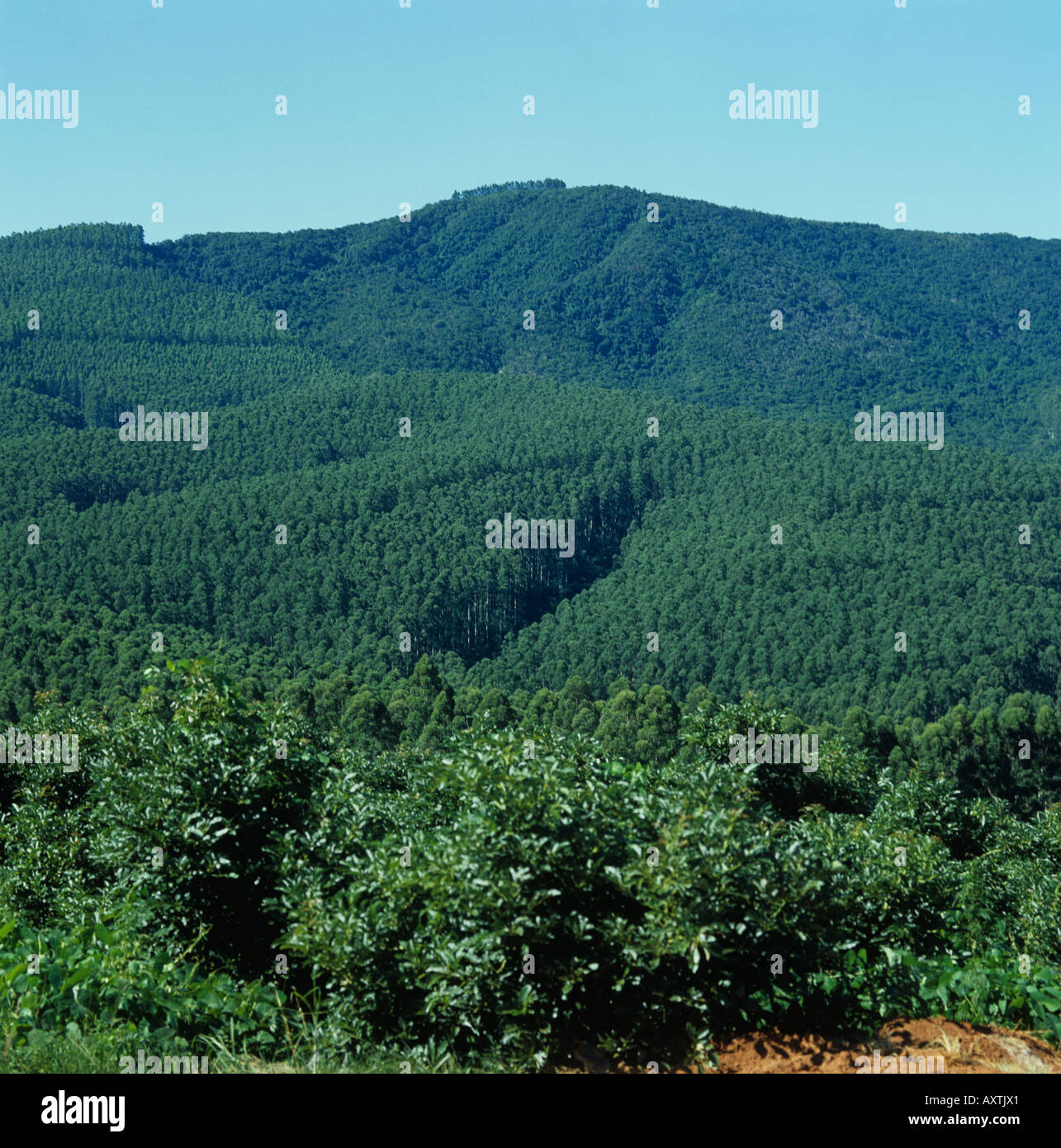 Blue gum ou d'Eucalyptus grandis Eucalyptus plantation dans le Transvaal Banque D'Images