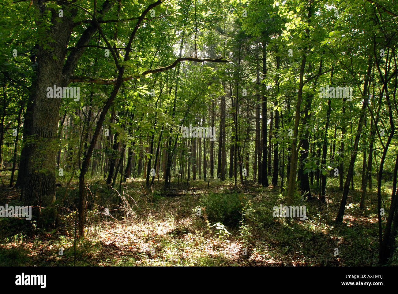 Une forêt dans le midwest des États-Unis Banque D'Images