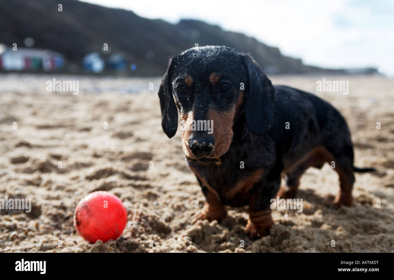 Teckel (ou chien saucisse) chiot avec ballon et couverts dans le sable  après la pagaie dans la mer Photo Stock - Alamy