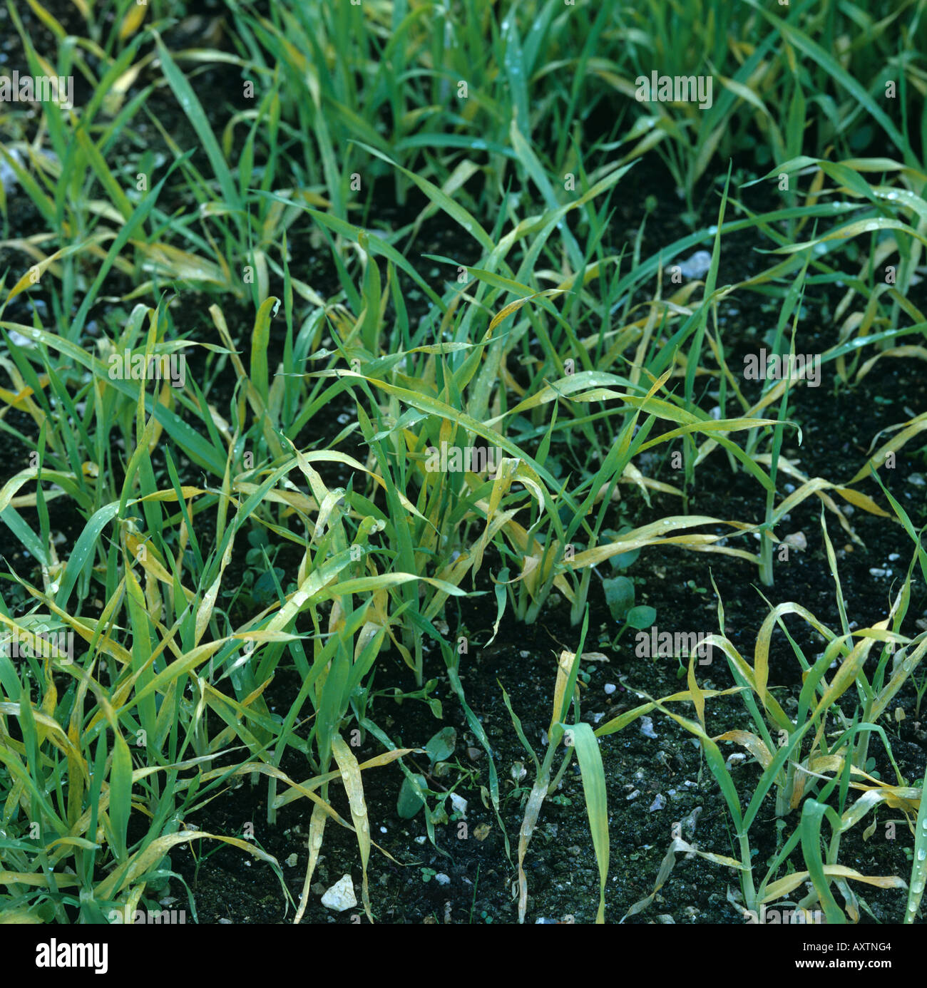 Les bénévoles de l'orge des mauvaises herbes annuelles par le glyphosate effet précoce Banque D'Images