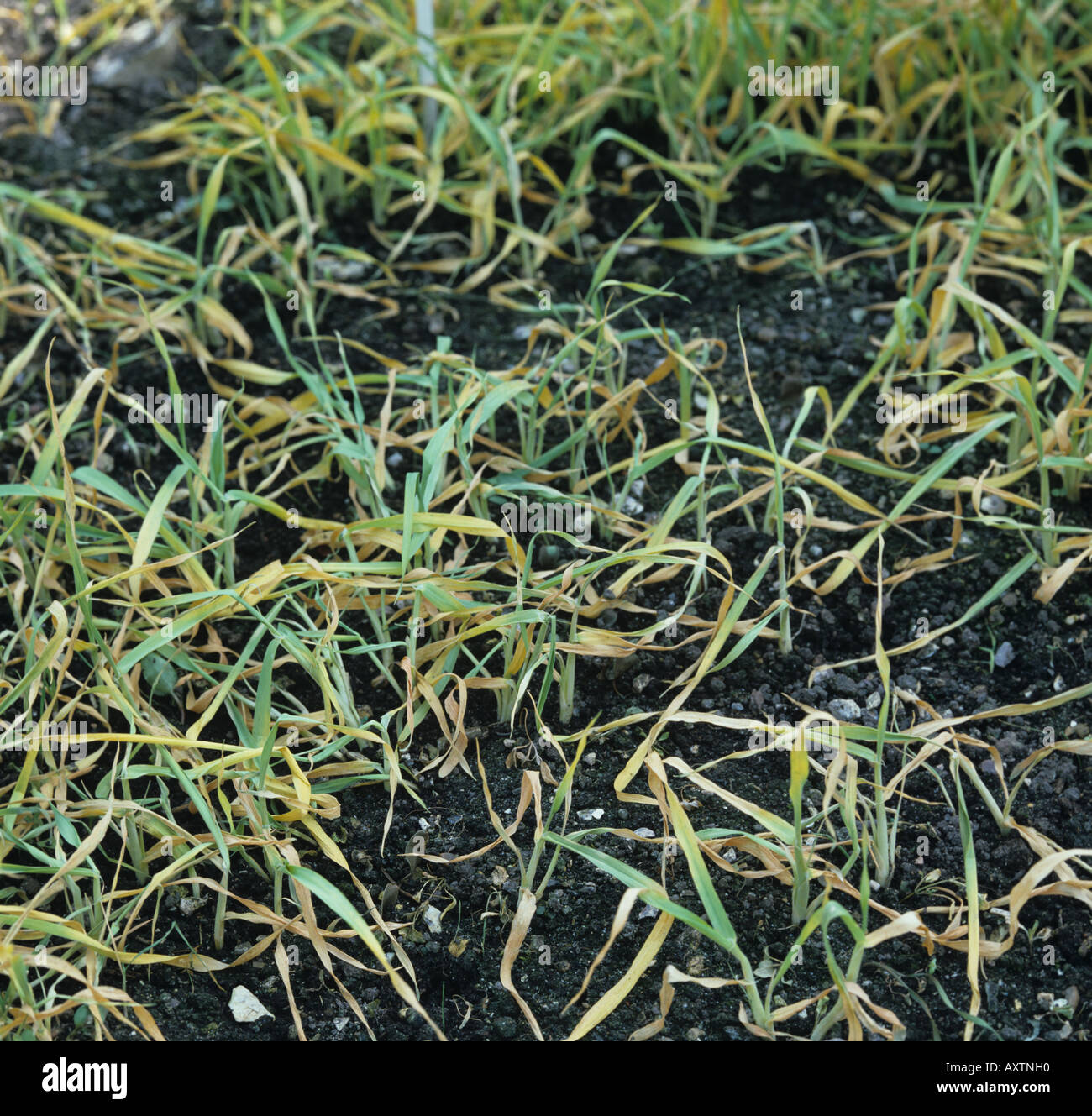 Les bénévoles de l'orge des mauvaises herbes annuelles par le glyphosate mourir les mauvaises herbes Banque D'Images