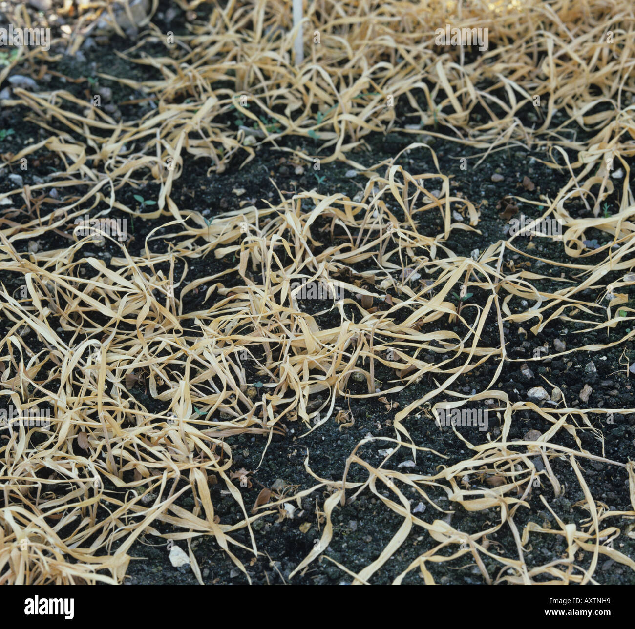 Les bénévoles de l'orge des mauvaises herbes annuelles par le glyphosate mauvaises herbes mortes Banque D'Images