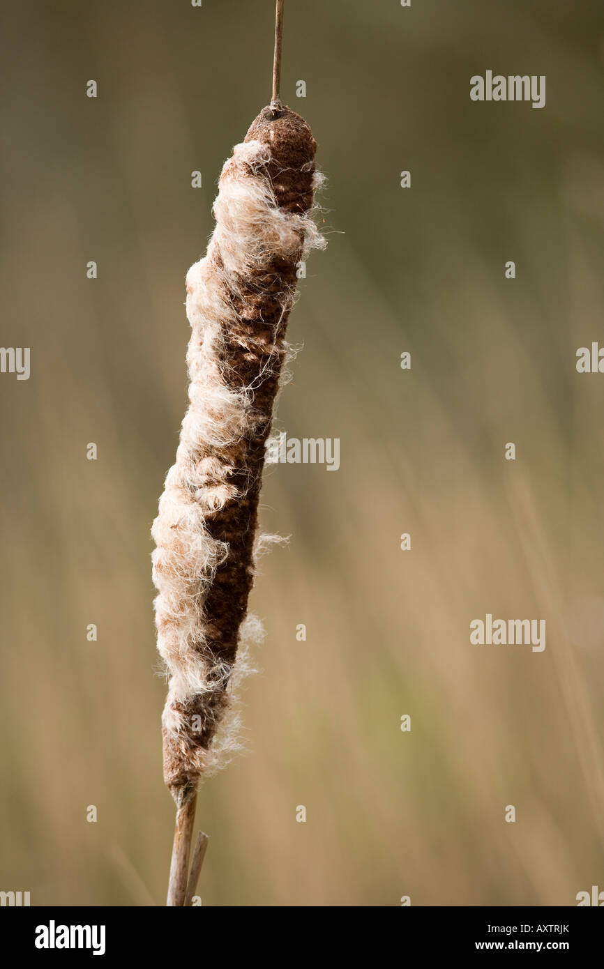Gros plan sur la Grande Reedmace (Typha latifolia) au début du printemps. Sussex, Angleterre, Royaume-Uni Banque D'Images