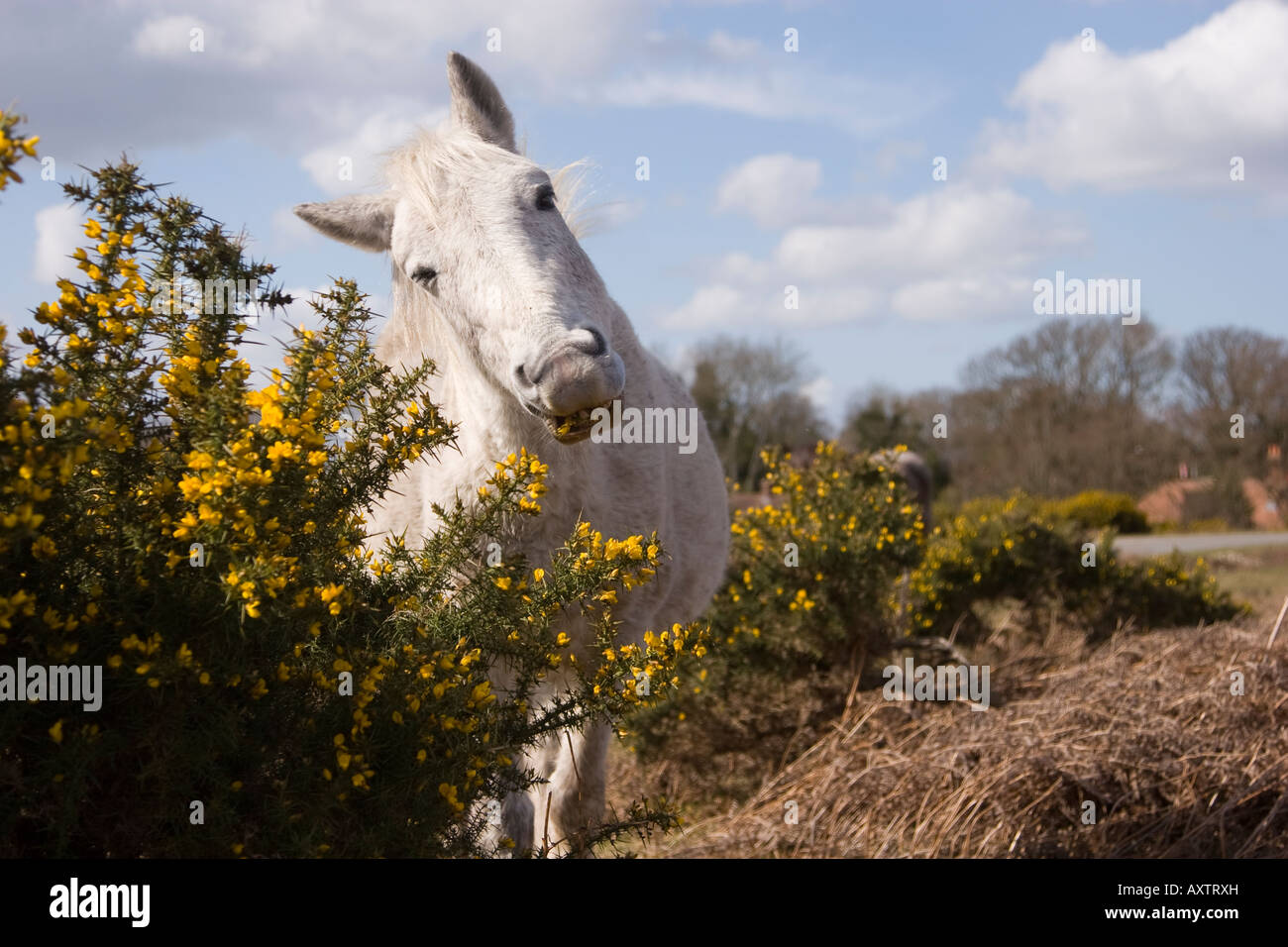 New forest pony de manger l'ajonc Banque D'Images