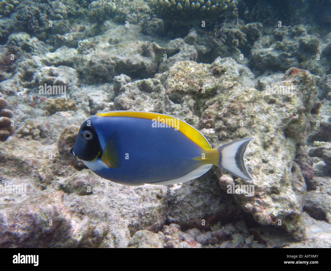 Poisson Chirurgien bleu poudre Tang / [Holiday Island Reef, Kaafu Atoll, Maldives, en Asie] . Banque D'Images